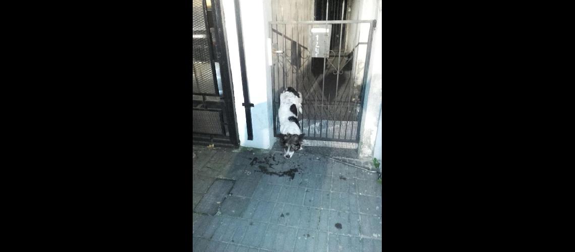 Los Bomberos de Lomas rescataron a un perro
