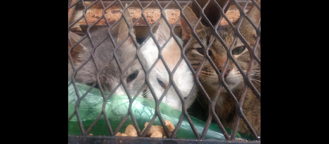 El Municipio rescatoacute a 27 animales en Llavallol Norte