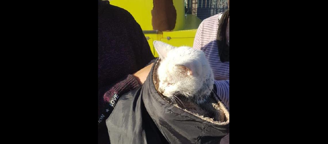 Bomberos de Lomas le salvaron la vida a un gato