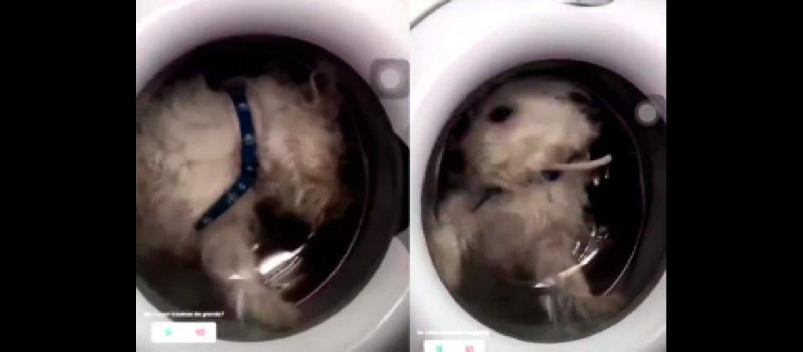 Metioacute a su perro en el lavarropas y causoacute indignacioacuten en redes sociales