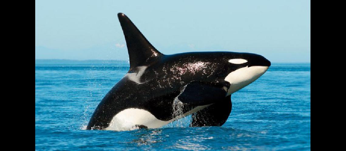 Salvaron la vida de una orca encallada en Nueva Atlantis