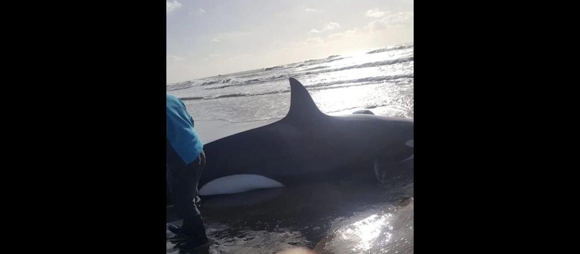 Liberan una orca y una ballena varadas en Mar del Plata