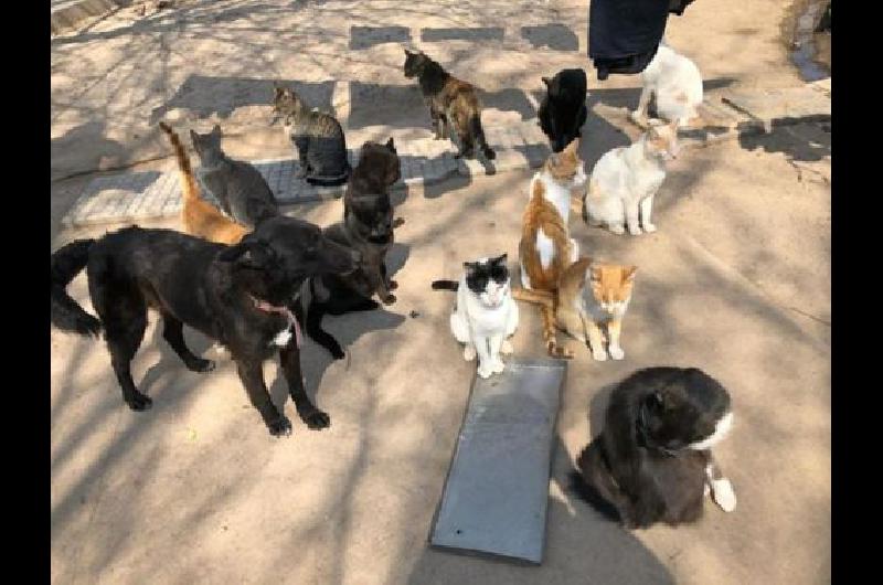 Ayudan a rescatar perros y gatos y los dan en adopcioacuten