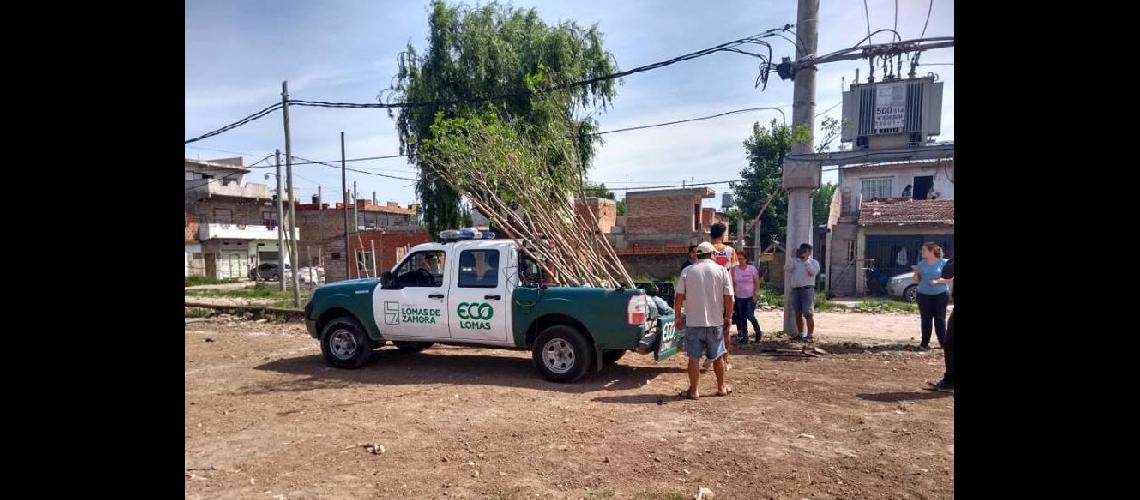 El Municipio de Lomas impulsa la forestacioacuten en todo Lomas 