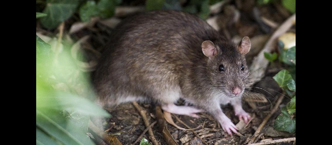 El hantavirus es una enfermedad viral transmitida por ratones