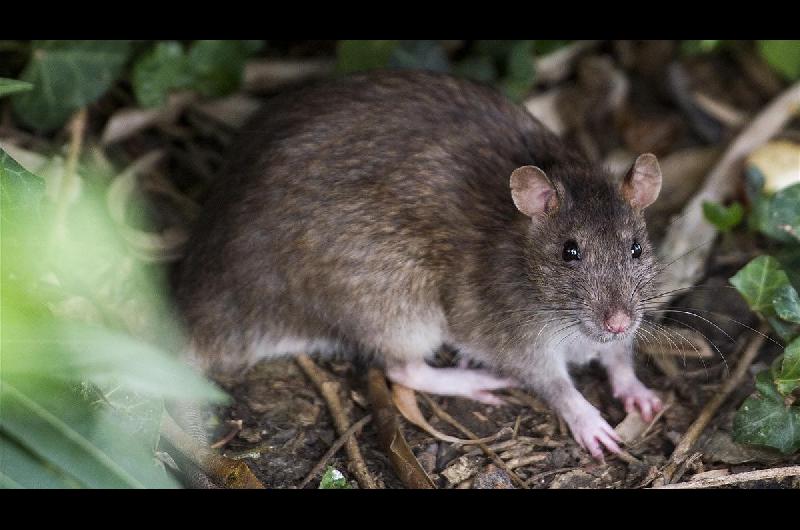 El hantavirus es una enfermedad viral transmitida por ratones