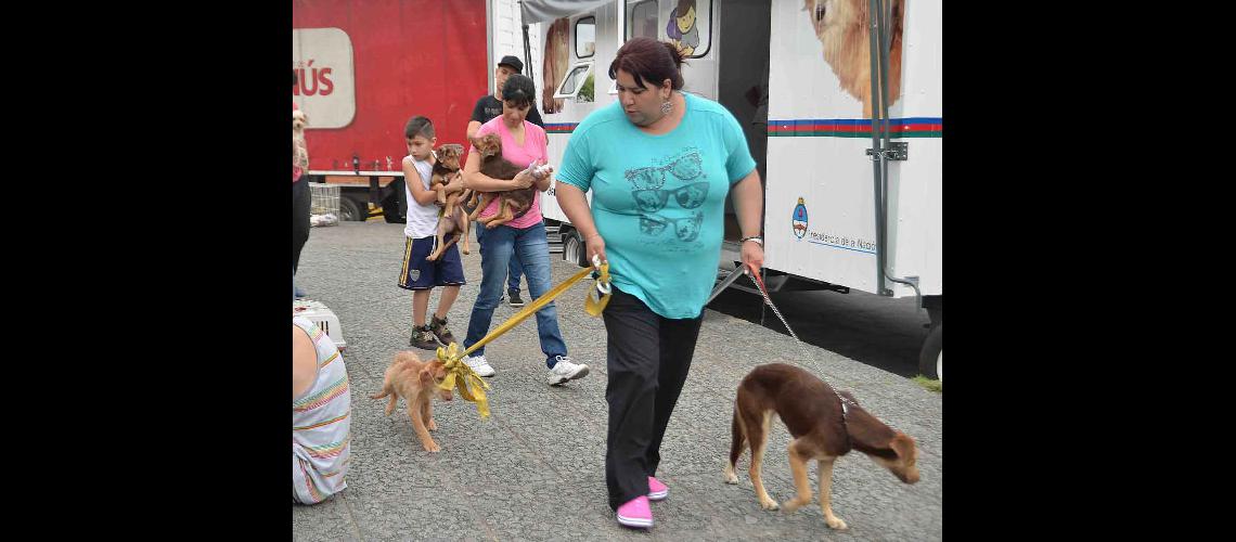Lanuacutes- vacunaron a maacutes de 2100 mascotas
