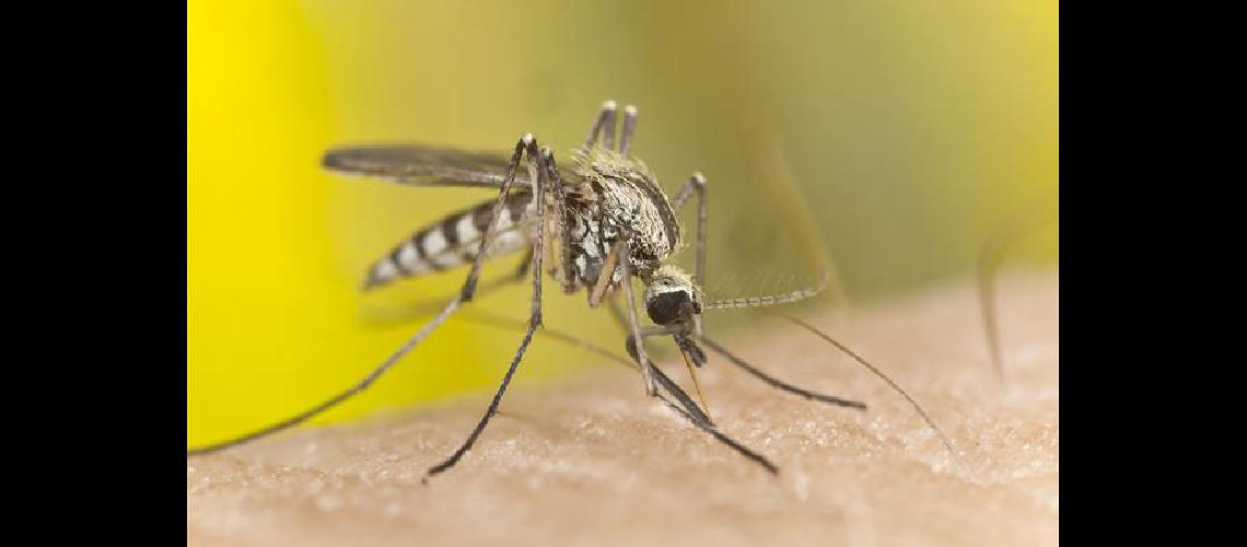 Alerta por cuatro casos de dengue en CABA