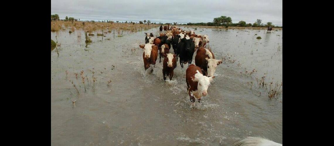 La inundacioacuten afectoacute a 7 mil productores y alrededor de 1100000 cabezas de ganado