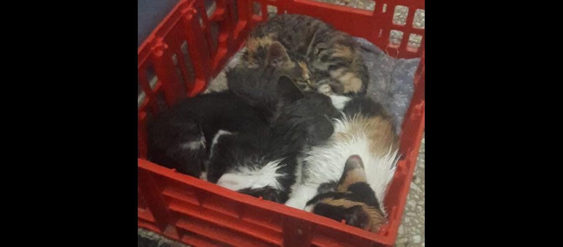 Los gatitos necesitan familias que los adopten o les den un hogar de traacutensito