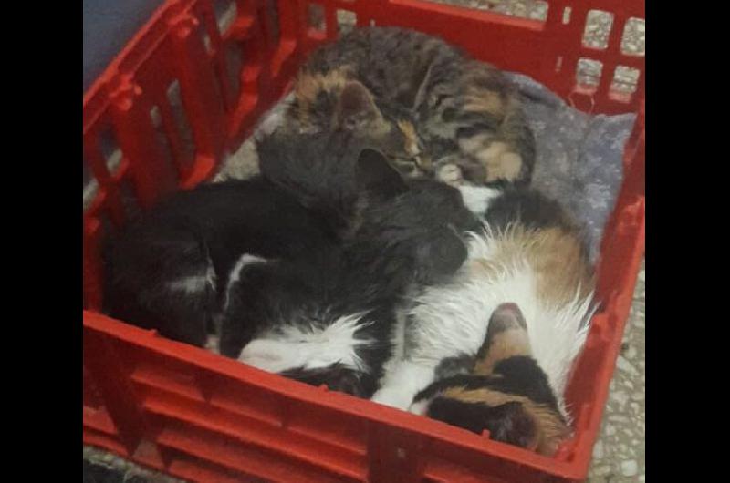 Los gatitos necesitan familias que los adopten o les den un hogar de traacutensito