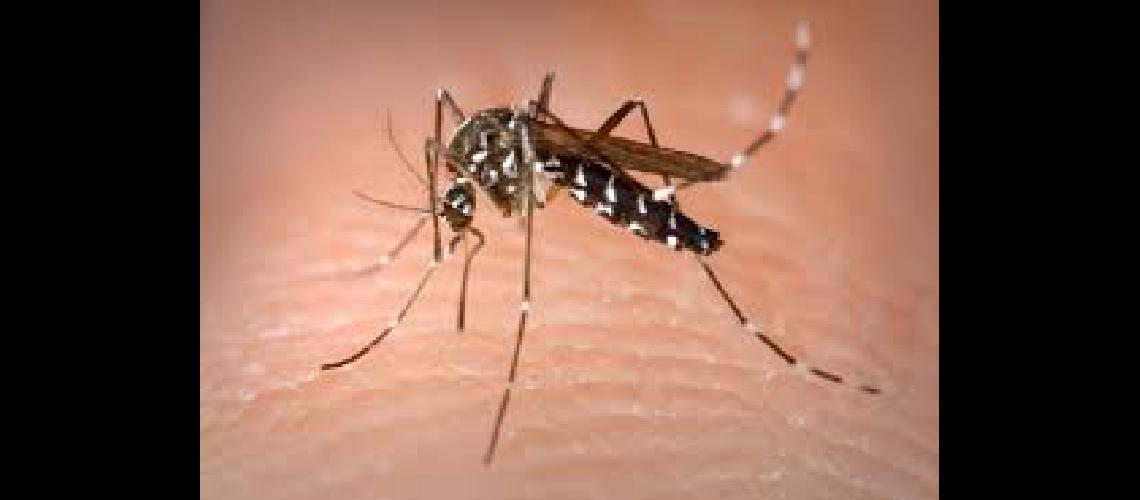 Dengue- se reportaron los primeros tres casos en Salta y alertan por un posible brote en Bolivia