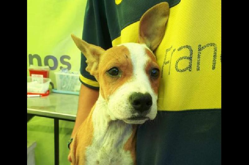 Intensifican los operativos de vacunacioacuten para mascotas en Lomas