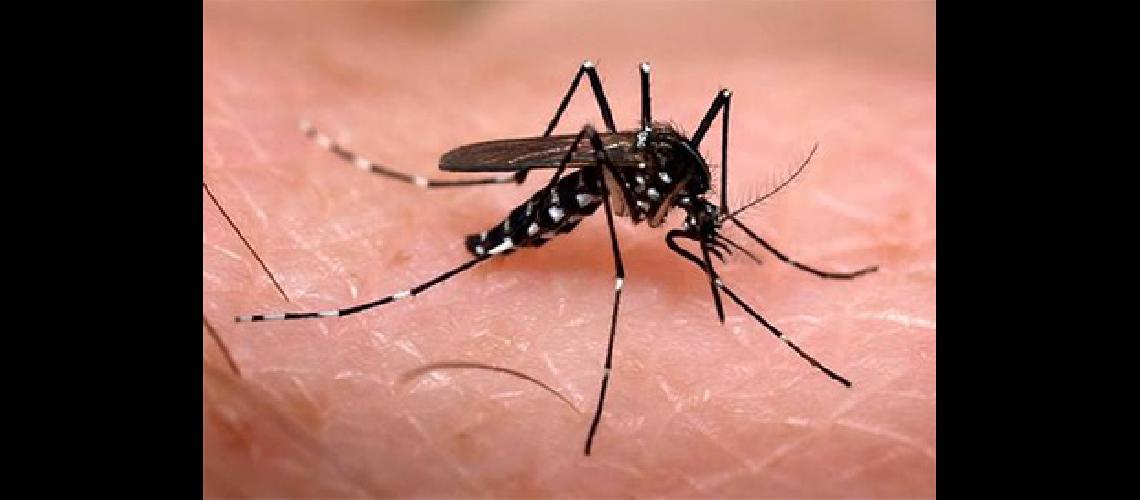 Ya son 234 los casos confirmados de dengue en Jujuy