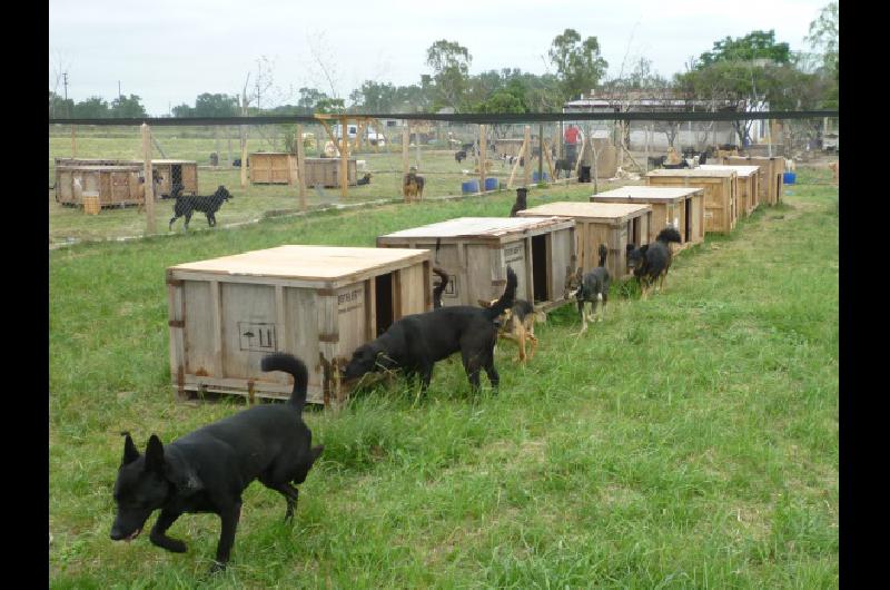 Colecta para un refugio de animales