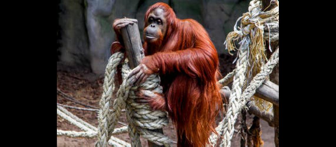 La orangutana se despide del paiacutes