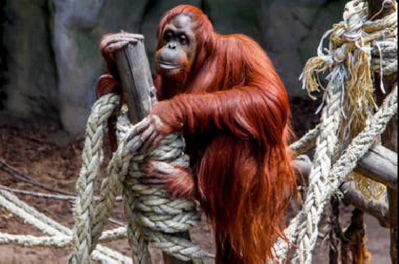 La orangutana se despide del paiacutes