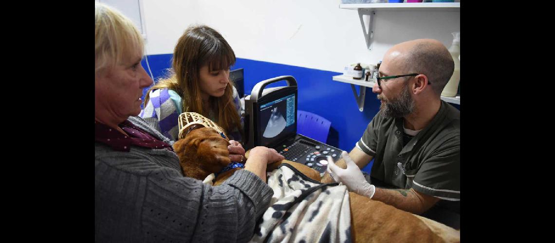 El Hospital Municipal de Mascotas atiende a cientos de perros y gatos