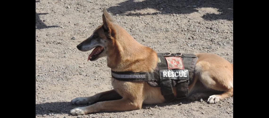 La importante labor de los perros rescatistas para salvar una vida