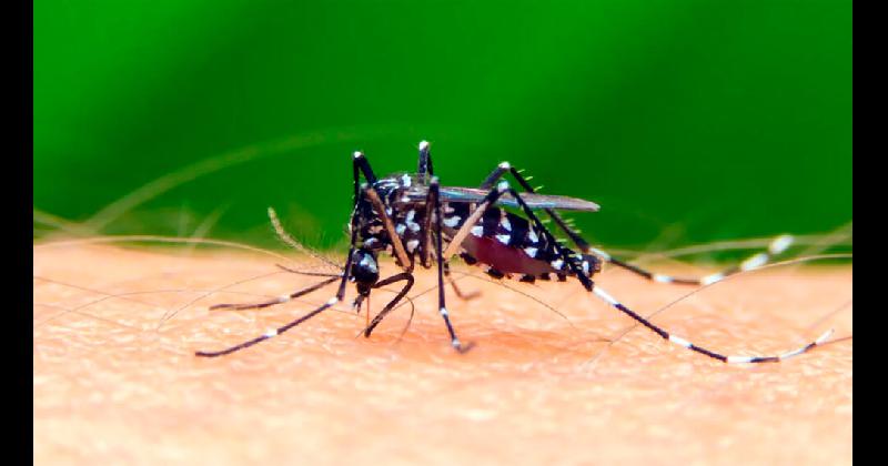 Hay casi 300 casos de dengue en la regioacuten