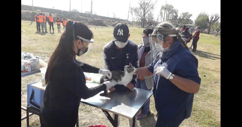 Proteccioacuten a las mascotas de Lomas- iquestcoacutemo es el trabajo de Zoonosis durante la cuarentena
