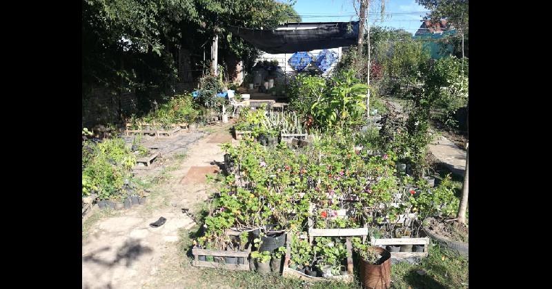 Crean un nuevo espacio con el fin de multiplicar la cantidad de plantas en las plazas de Lomas