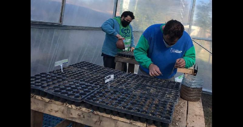 Preparan nuevas plantas y aacuterboles que se distribuiraacuten en todos los espacios verdes de Lomas
