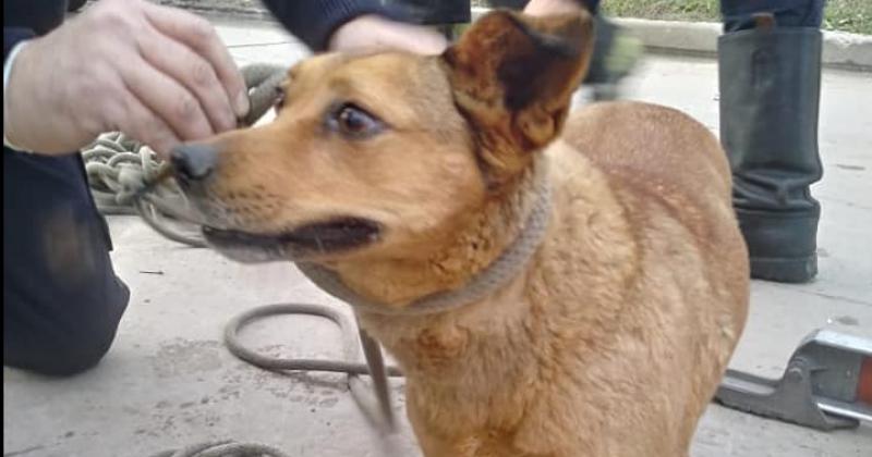 Asiacute fue como los Bomberos rescataron a un perro que cayoacute al Arroyo del Rey