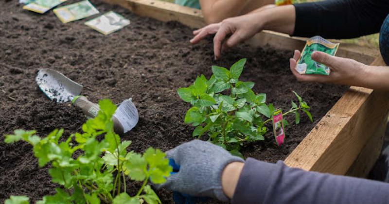 Pata tener verduras propias 