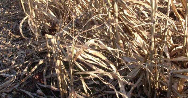 Con el rastrojo del maíz y el sorgo puede producirse bioetanol
