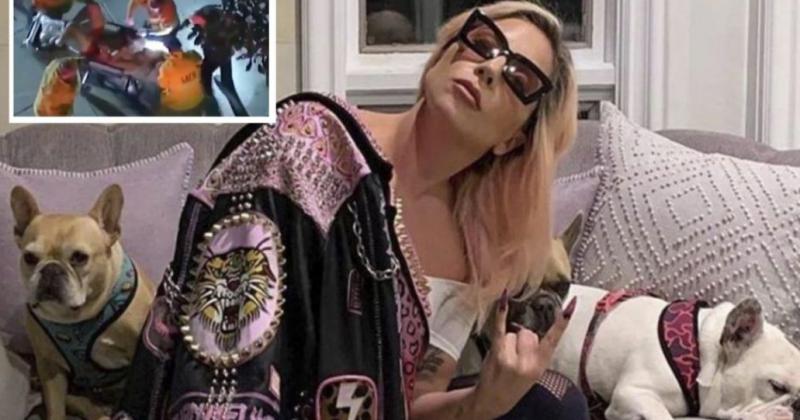 Asiacute recuperoacute Lady Gaga a sus dos perros robados