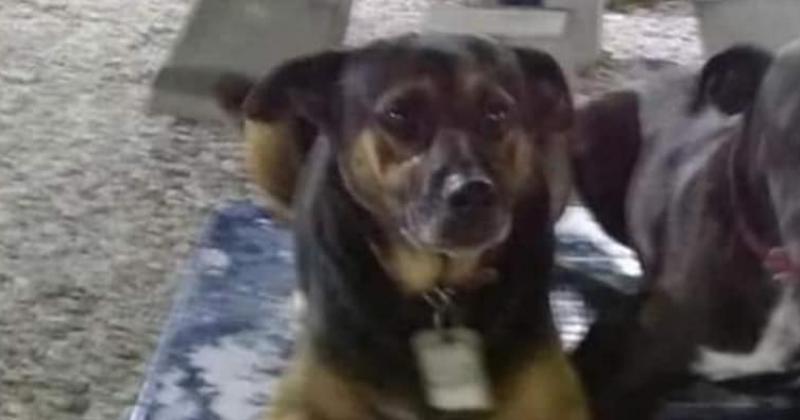 Desesperada buacutesqueda de un perro que viviacutea en el Parque de Llavallol