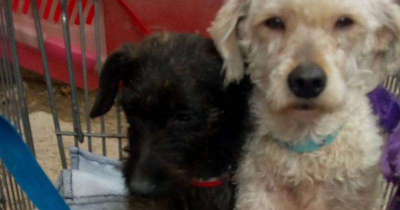 Lanzan rifa solidaria para colaborar con un refugio de perros