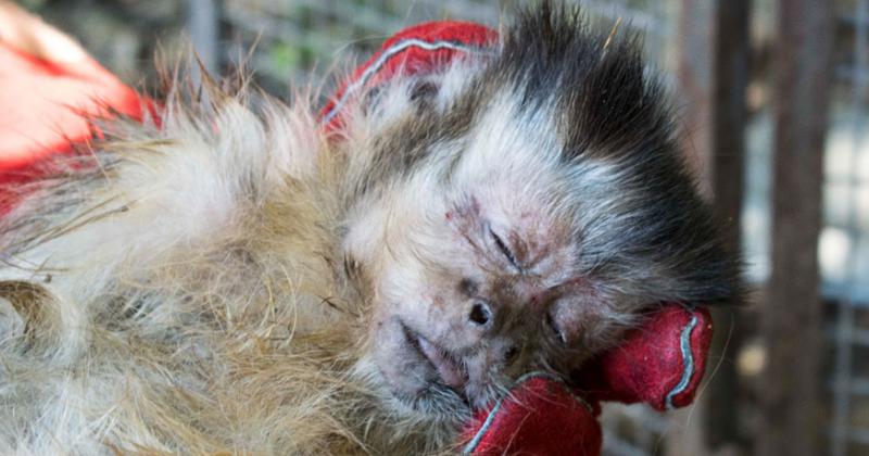 Maltrato animal- rescataron a dos monos en una casa de Temperley