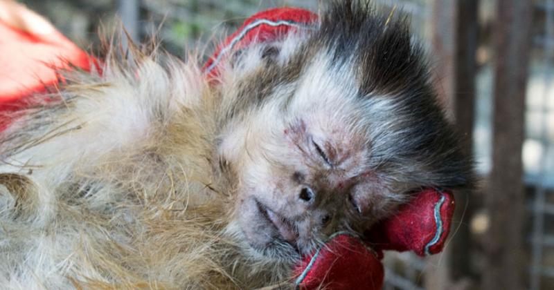Maltrato animal- rescataron a dos monos en una casa de Temperley
