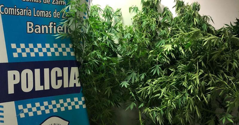 Banfield- detienen a un joven que teniacutea 15 plantas de marihuana en su casa