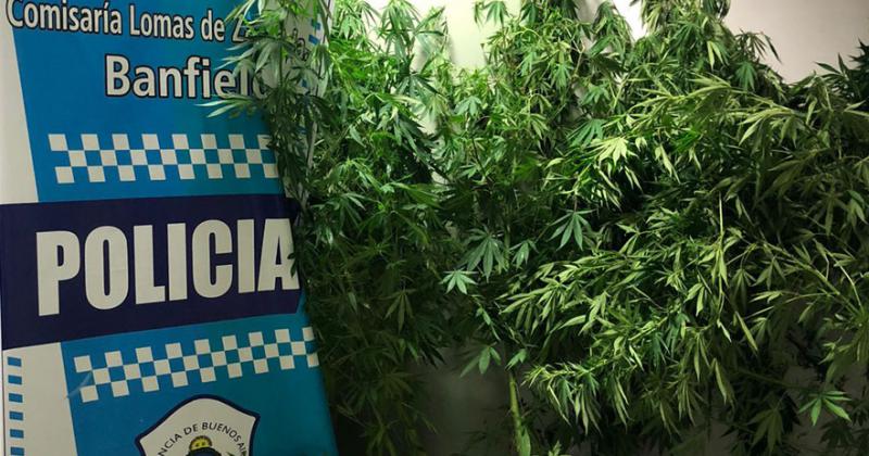 Banfield- detienen a un joven que teniacutea 15 plantas de marihuana en su casa