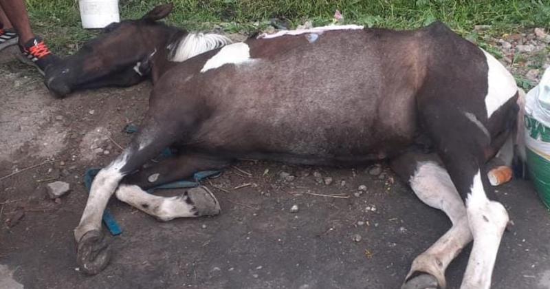 Centenario- rescatan a una yegua que se habiacutea descompensado en plena calle