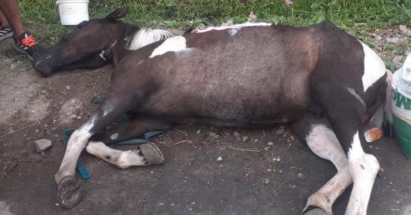 Centenario- rescatan a una yegua que se habiacutea descompensado en plena calle