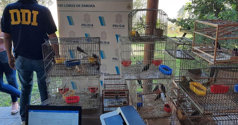 La DDI de Lomas desbarata una banda que vendiacutea aves autoacutectonas