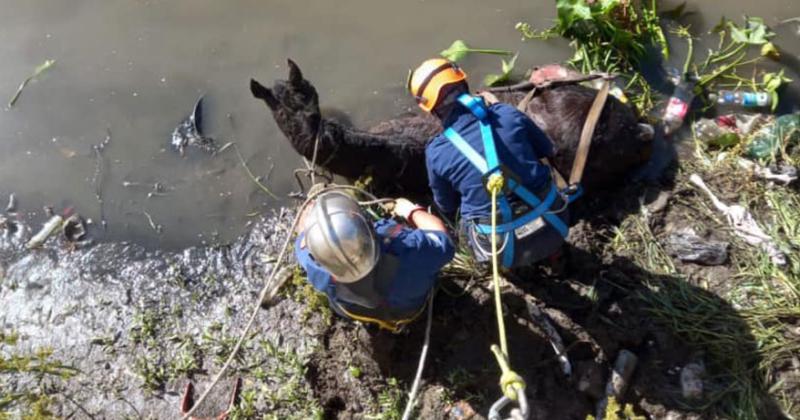 Rescataron a un caballo que habiacutea caiacutedo al arroyo en Budge