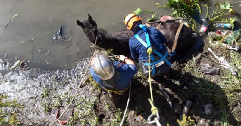 Rescataron a un caballo que habiacutea caiacutedo al arroyo en Budge