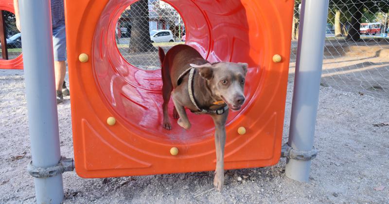 Aseguran que los parques para mascotas fortalecen el viacutenculo con el humano