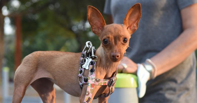 Aseguran que los parques para mascotas fortalecen el viacutenculo con el humano