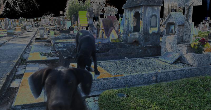 En el Cementerio de Lomas viven algunos perros y suelen sentir las presencias fantasmagóricas