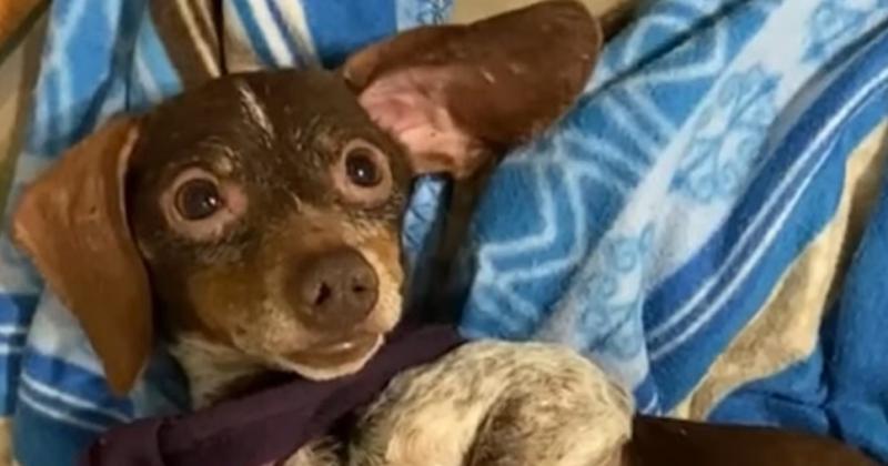 Uno los perritos salchichas rescatados de un criadero clandestino en Temperley