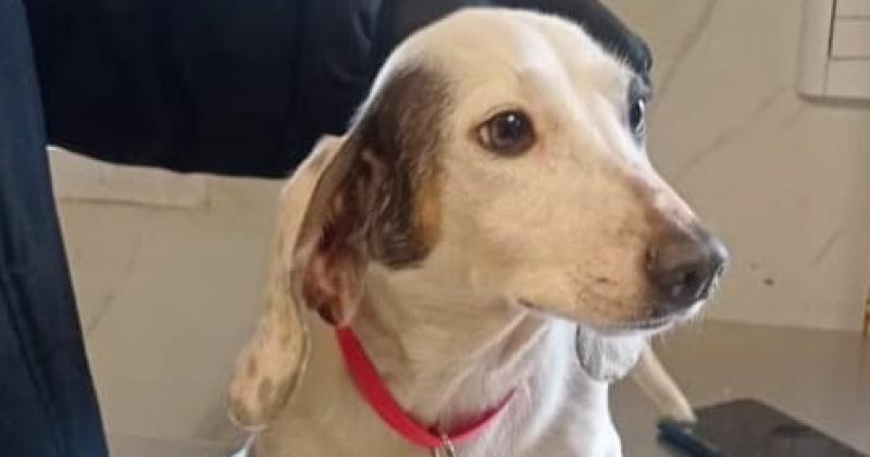 Asiacute estaacuten los perritos rescatados de un criadero clandestino en Temperley