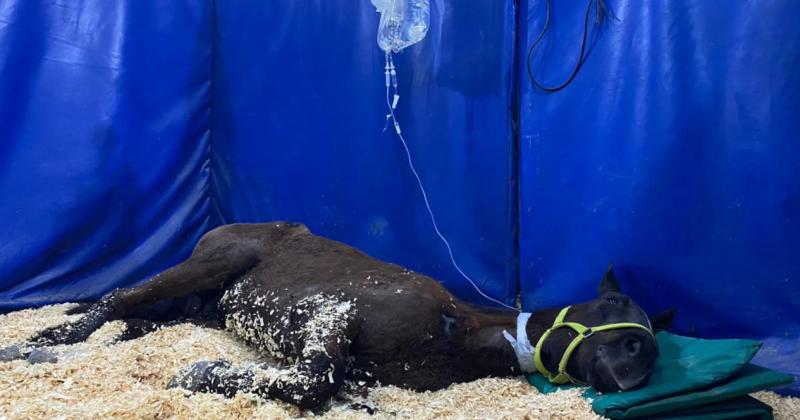 El caballo recibió atención médica urgente tras el rescate en Lomas