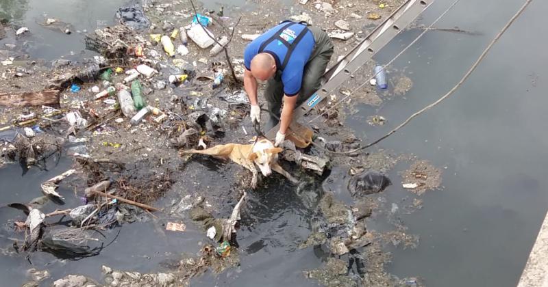 Personal de Defensa Civil sujeta al perro para rescatarlo del Arroyo del Rey