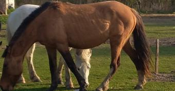Los caballos reciben el cuidado necesario gracias a corazones solidarios y la ayuda vecinal